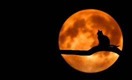 孕妇做梦梦到摘野果吃