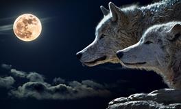 孕妇梦到车被偷了