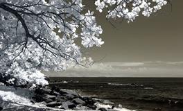 梦见吃柿子原版周公解梦