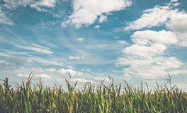 孕妇梦到吃梨是什么意思