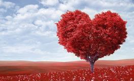 孕妇做梦梦到槐花