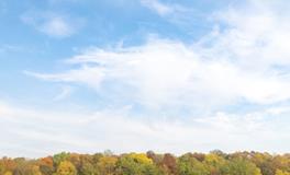 孕妇梦到摘青梨