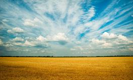 孕妇梦到偷李子