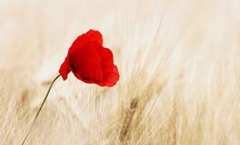 孕妇梦到摘南瓜是什么意思