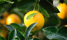 梦见拜神是什么意思