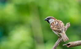 梦见家中办丧事