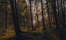 梦到和他在一起了