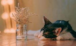 梦到头上有苍蝇