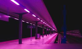 梦到树上长大西瓜