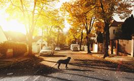 梦见红马是什么意思