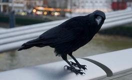 做梦梦见发大水是什么意思