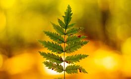 总是做梦梦到自己会飞