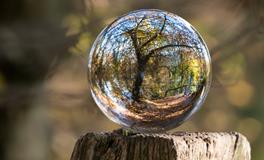 孕妇做梦梦到死鸽子