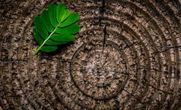 梦见和吵架的人和好了