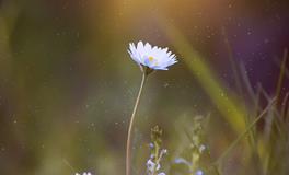 梦见强盗抢劫自己