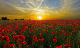 梦见穿红嫁衣的新娘