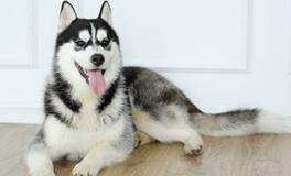 天秤座专属宠物狗狗