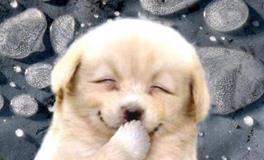 十二星座专属宠物狗狗