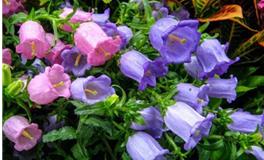 天秤座的守护花，天秤座的守护花花语