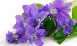 双鱼座的守护花，双鱼座的守护花花语