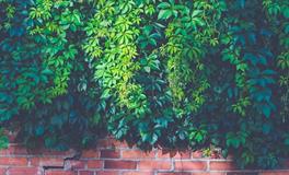 生肖龙如何用植物旺财运