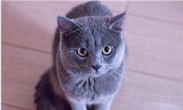 处女座专属宠物猫