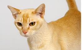 水瓶座专属宠物猫