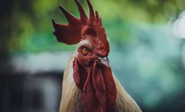 做梦梦见鸡好不好？预示什么？