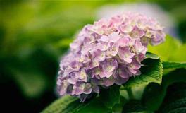 祝福老师的祝福语，学生春节给老师节日祝福语