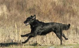 女人梦见黑狗什么预兆
