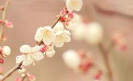 塔罗右手一周塔罗运势（1.12-1.18）