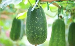 梦见冬瓜是什么意思