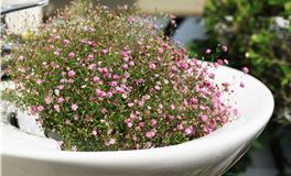 摩羯座的守护花