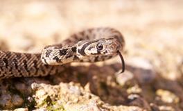 十二生肖里生肖蛇为什么排在第六