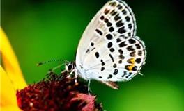 金牛座代表的蝴蝶