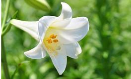 清明节送什么花，清明节扫墓送什么花