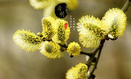 清明节祭文，清明祭文范文大全