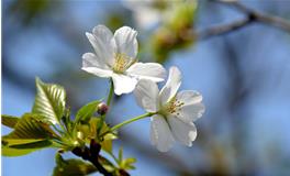 春分的诗句，关于春分的诗词