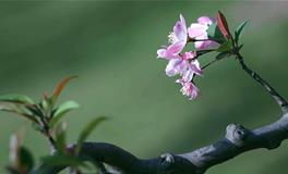 春分养生吃什么食物，春分吃什么食物养生