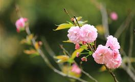 春分节气的谚语