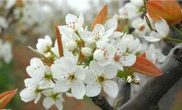 春分的含义，春分是什么意思