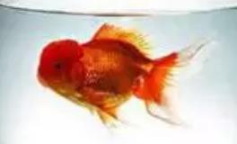 找对方法，养鱼也是养风水！