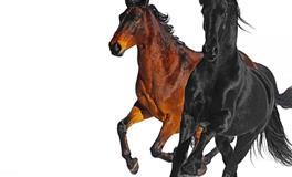 孕妇梦见马是什么意思