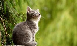 孕妇梦到猫是什么意思