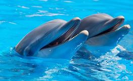 孕妇梦见海豚生男女