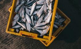 孕妇梦见死鱼是什么意思