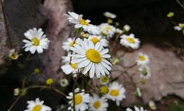 梦见好多漂亮的花