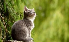 梦见自己的猫走丢了