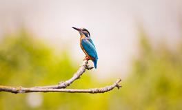 梦见床下有四只鸟