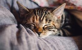 梦见有猫跟着我